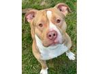 Adopt Rex a Pit Bull Terrier, Mixed Breed