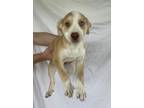 Adopt Hashbrown a Mixed Breed