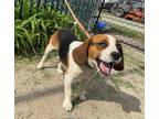 Adopt Billy Barkley - adoption pending a Beagle