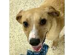 Adopt Buddy 5148 a Beagle, Mixed Breed