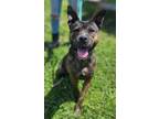 Adopt Vinnie (HW-) a Pit Bull Terrier, Mixed Breed