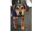 Adopt Chip a Hound, Mixed Breed