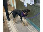Adopt VOLTAGE a Black and Tan Coonhound, Mixed Breed