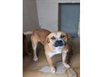 Adopt JORDY a Boxer