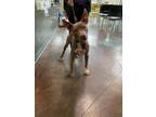 Adopt ASPEN a American Staffordshire Terrier