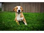 Adopt Mancusso a Hound