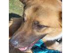 Adopt ACAC-Stray-ac13176/Jake a Shepherd, German Shepherd Dog