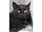 Adopt Shango a Domestic Short Hair