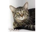 Adopt Tristan a Domestic Short Hair