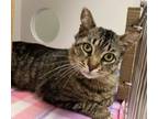 Adopt Jeffrey a Domestic Short Hair