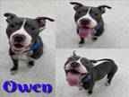 Adopt OWEN a Pit Bull Terrier, Mixed Breed