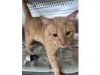 Adopt Mr. Chatterbox a Domestic Short Hair