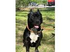 Adopt Dunkin a Pit Bull Terrier, Mixed Breed