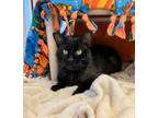 Adopt Eclipse a Domestic Short Hair