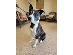 Adopt Odie a Pit Bull Terrier, Cattle Dog