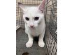 Adopt Whiskers 30235 a Domestic Short Hair