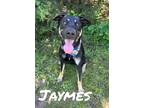 Adopt Jaymes 30204 a Shepherd, Mixed Breed