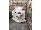 Adopt Tinkers 30234 a Domestic Short Hair
