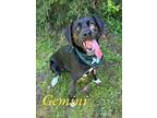 Adopt Gemini 123009 a Labrador Retriever, Border Collie