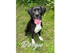 Adopt Boogie 123477 a Labrador Retriever, Mixed Breed