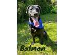 Adopt Batman 123618 a Hound, Mixed Breed