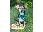 Adopt Cheeto 30174 a Labrador Retriever, Mixed Breed