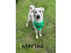 Adopt Merino 30069 a Labrador Retriever, Husky