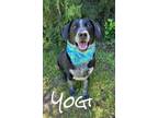 Adopt Yogi 122672 a Hound, Mixed Breed