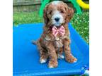 Mutt Puppy for sale in Florence, SC, USA