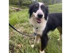 Adopt Cannelloni a Border Collie, Mixed Breed
