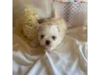 Shih-Poo Puppy for sale in Gretna, VA, USA
