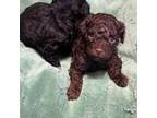 Poodle (Toy) Puppy for sale in Aubrey, TX, USA