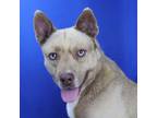 Adopt Baby Blues 042510S a Husky, Pit Bull Terrier