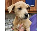 Adopt Eden- 042502S a Pit Bull Terrier