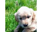 Golden Retriever Puppy for sale in Edinburg, PA, USA
