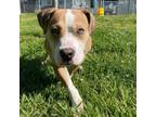 Adopt Cyprus a Pit Bull Terrier