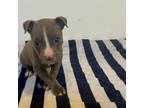 American Pit Bull Terrier Puppy for sale in Morristown, NJ, USA