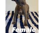 American Pit Bull Terrier Puppy for sale in Morristown, NJ, USA