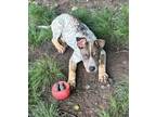 Adopt Maverick a Cattle Dog, Mixed Breed