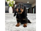 Dachshund Puppy for sale in Greenfield, IN, USA