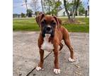 Boxer Puppy for sale in Greenfield, IN, USA