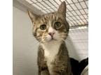 Adopt Munchie a Domestic Short Hair