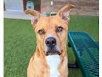 Adopt MICHAEL a Boxer, Mixed Breed