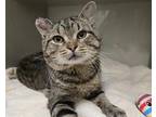 Adopt MAYWEATHER a Domestic Short Hair