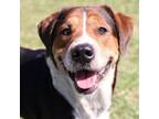 Adopt TANK a Treeing Walker Coonhound, Mixed Breed