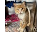 Adopt Portland--In Foster a Domestic Short Hair