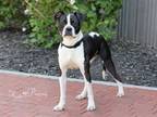Adopt SPARK PLUG a Pit Bull Terrier, Mixed Breed