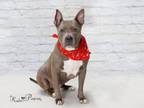 Adopt KING a Boxer, Pit Bull Terrier