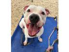 Adopt Gilmore a Pit Bull Terrier