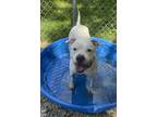 Adopt Gilmore a Pit Bull Terrier